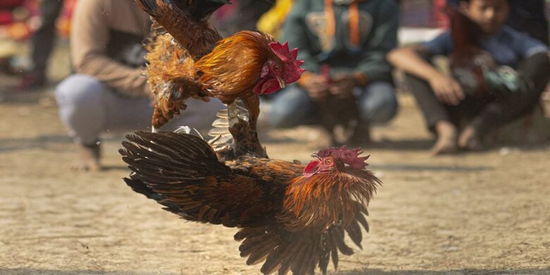 Bình luận viên đá gà