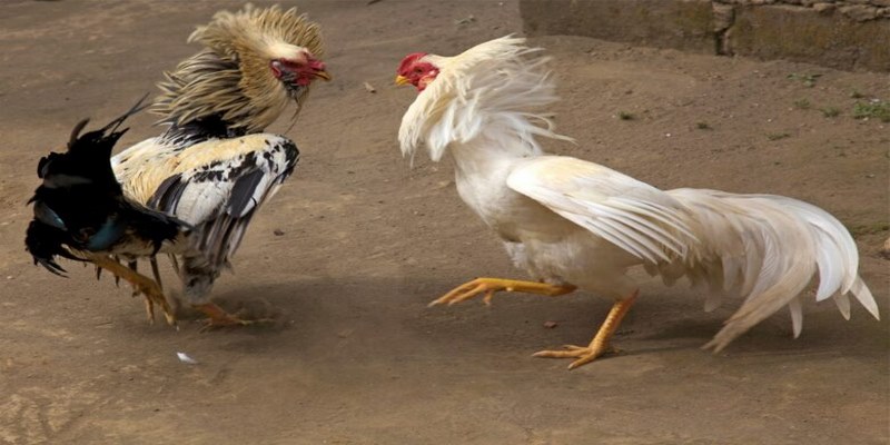 Cách đặt cược đá gà nòi