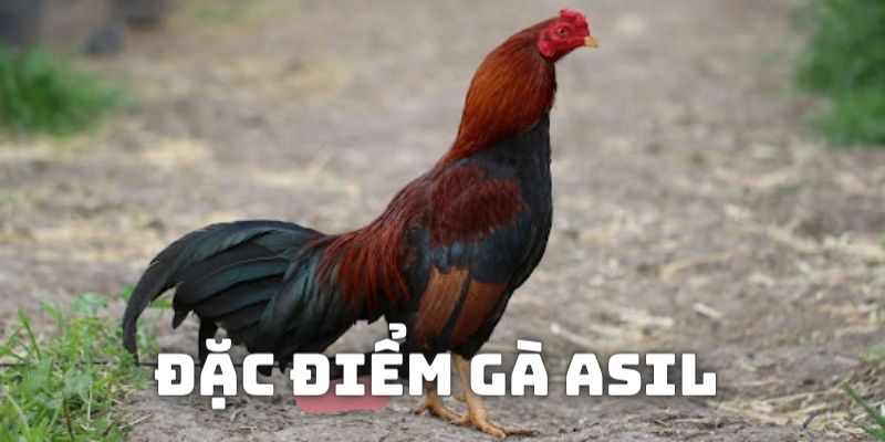 Những đặc điểm tiêu biểu để nhận diện giống Asil thuần chủng