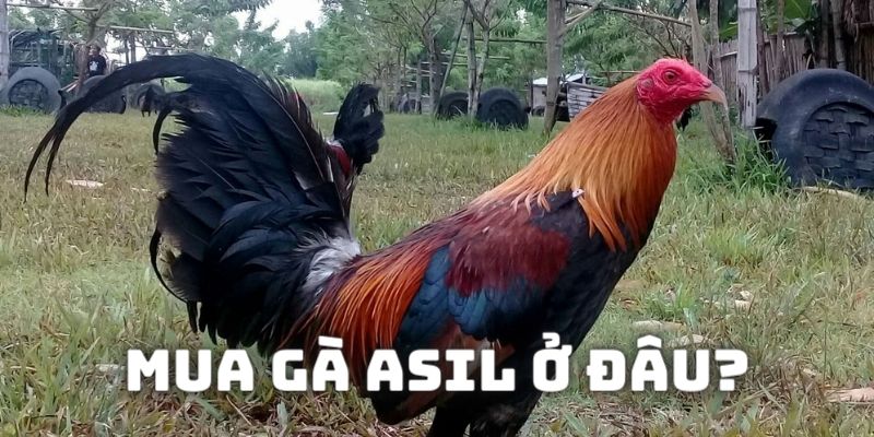 Nên mua kê đấu tại đâu để đảm bảo chất lượng và chuẩn giống nhất?