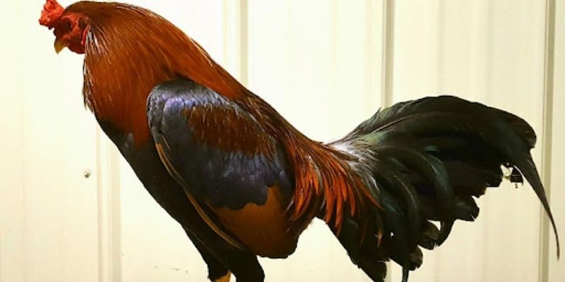 Một số điều cần nhớ khi đưa linh kê Asil vào các sòng đấu chiến