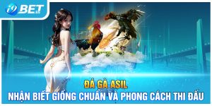 Đá Gà Asil - Nhận Biết Giống Chuẩn Và Phong Cách Thi Đấu
