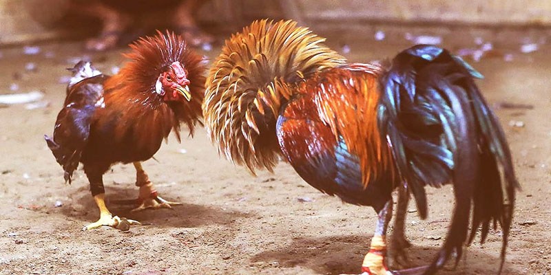 Đá gà I9BET đổi thưởng uy tin, xanh chín hàng đầu thị trường 
