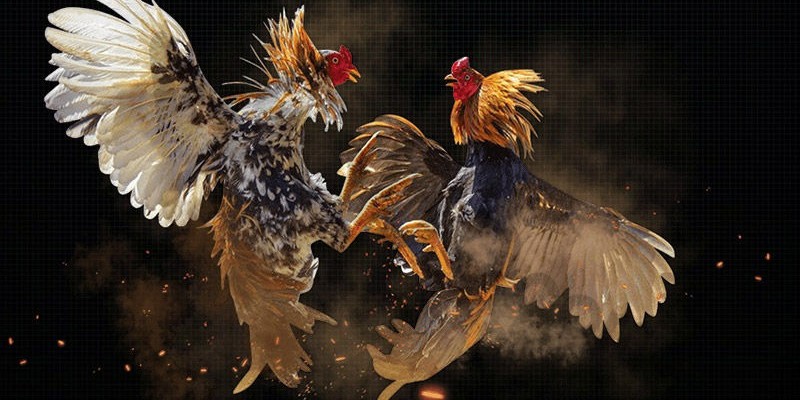 Giao diện đá gà I9BET hoàn mỹ