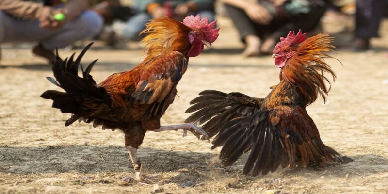Đôi nét về đá gà nòi