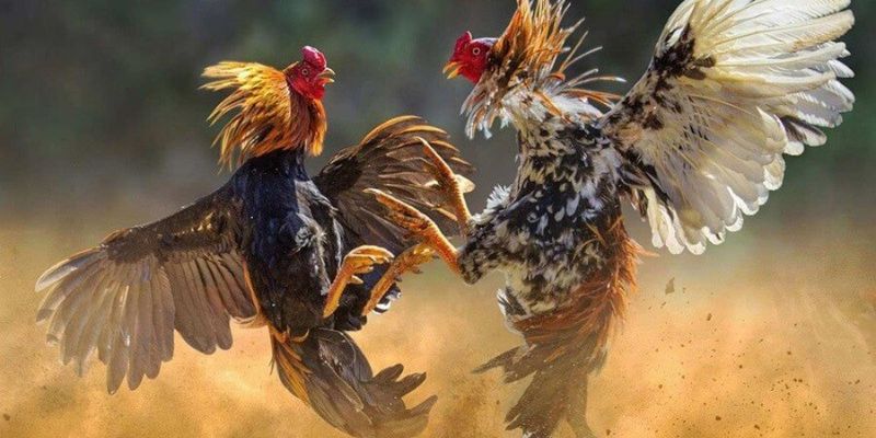 Đá gà trực tiếp vô cùng chuyên nghiệp 