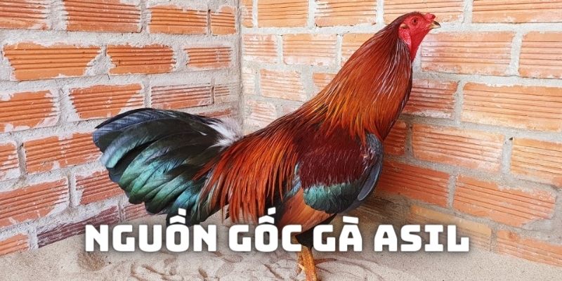 Nguồn gốc của loại hình kê chọi Asil khá phổ biến tại Việt Nam