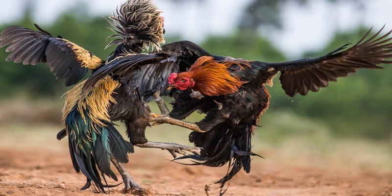 Một số thể loại đá gà chọi nổi bật tại cổng game