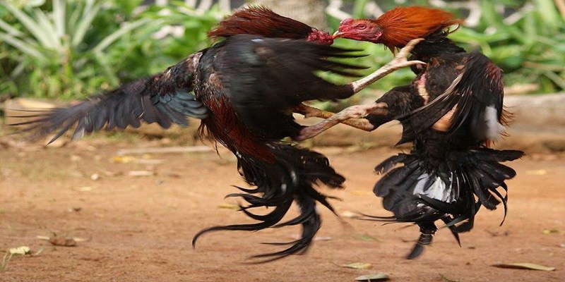 Tìm hiểu về đá gà chọi được kê thủ yêu thích