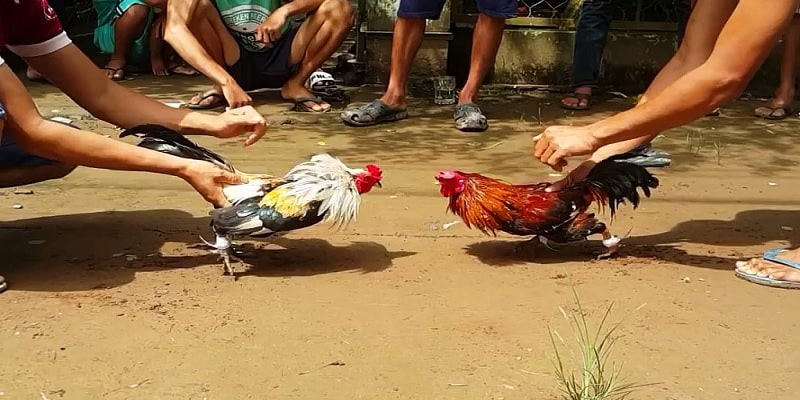 Giới thiệu các thông tin liên quan về hình thức đá gà tre