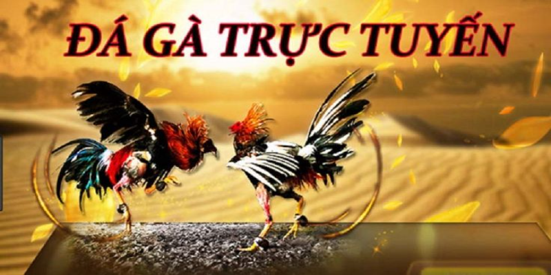 Trải nghiệm đá gà mới mẻ và độc đáo